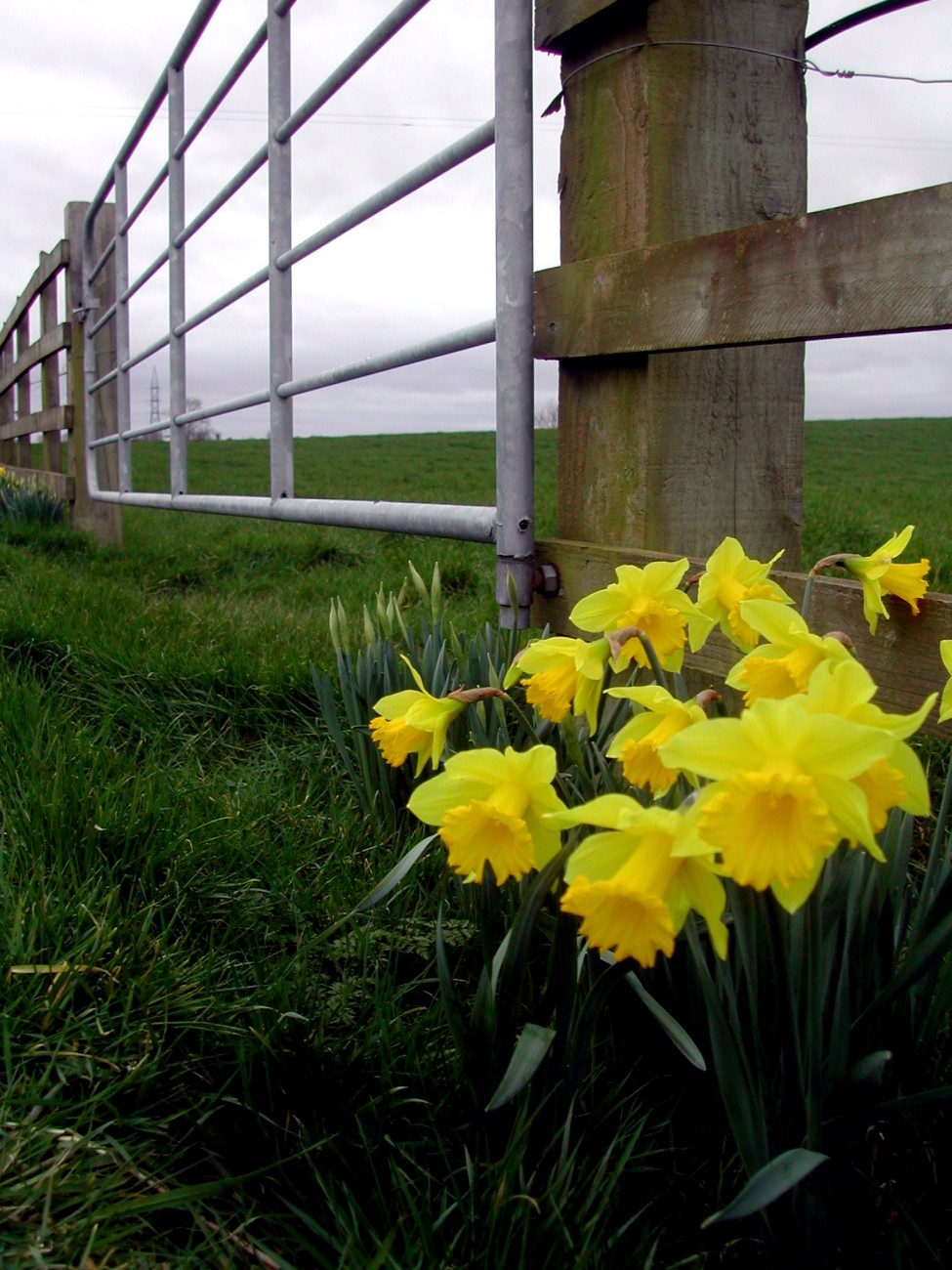 Donaghmore daffodils