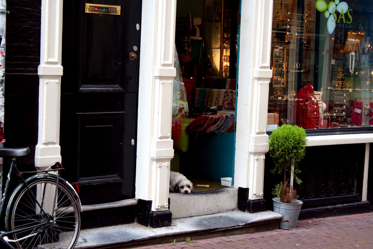 Dog shopkeeper