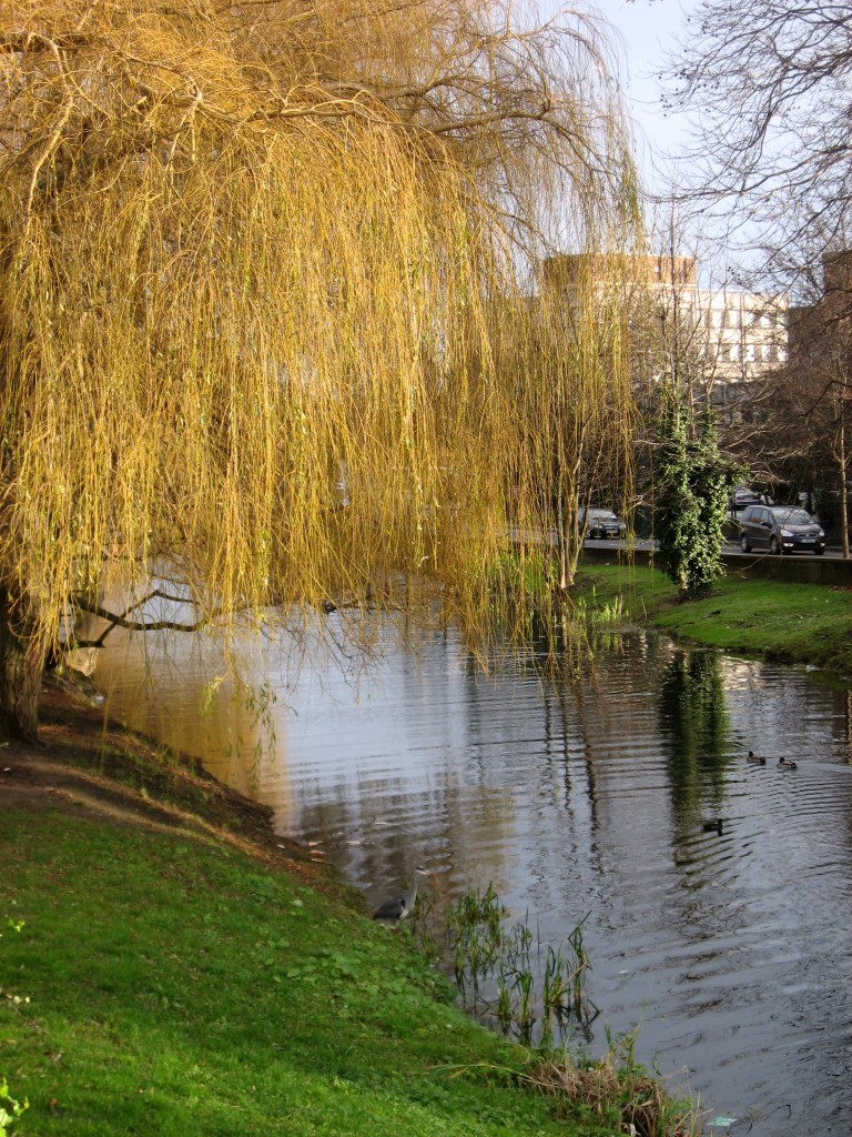 Grand canal tree