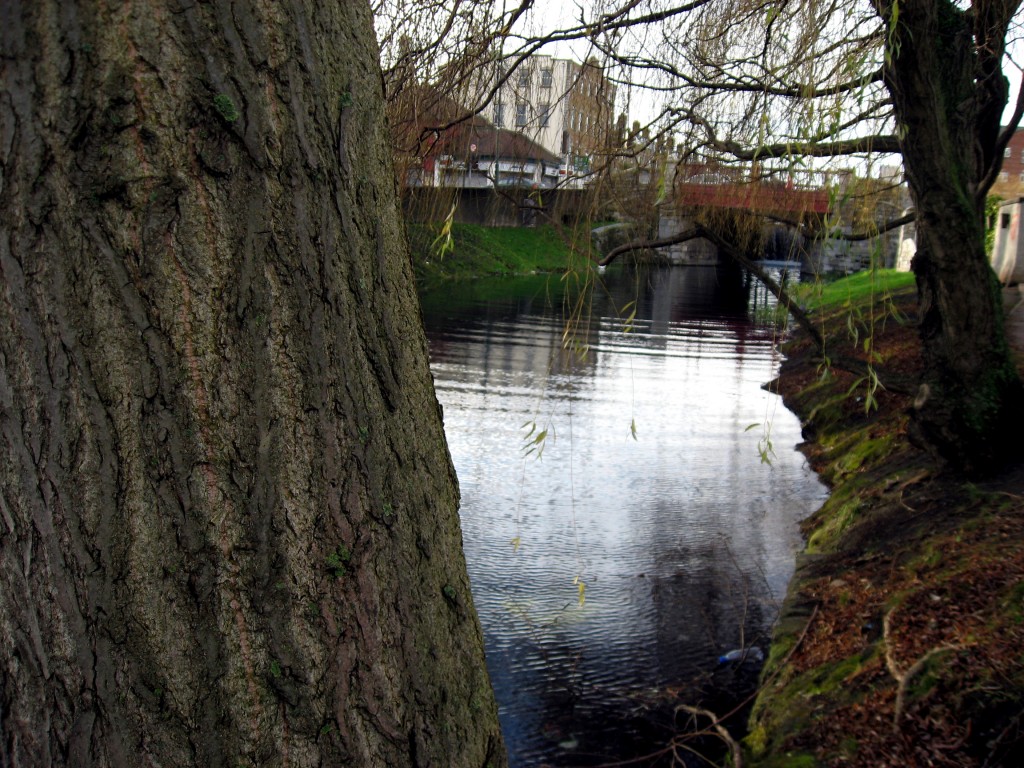 Grand Canal tree