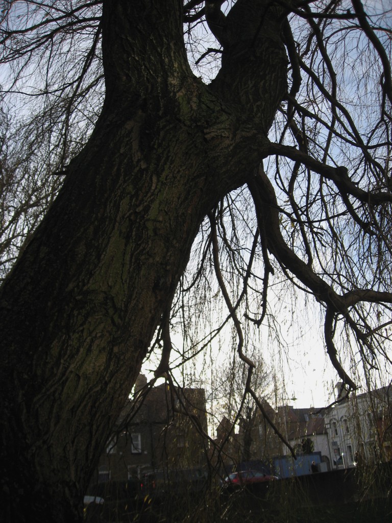 Grand Canal tree