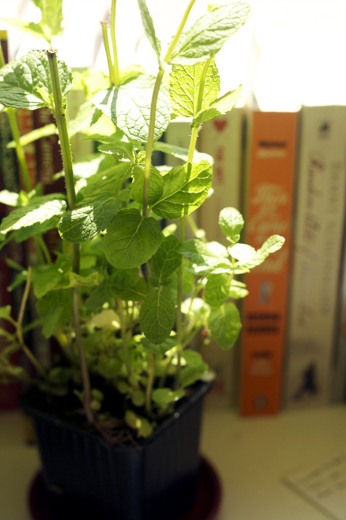 Mint plant