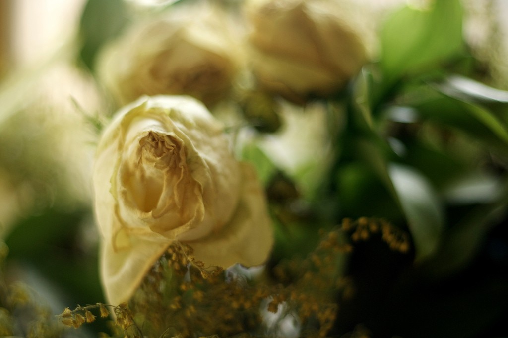 Dying rose