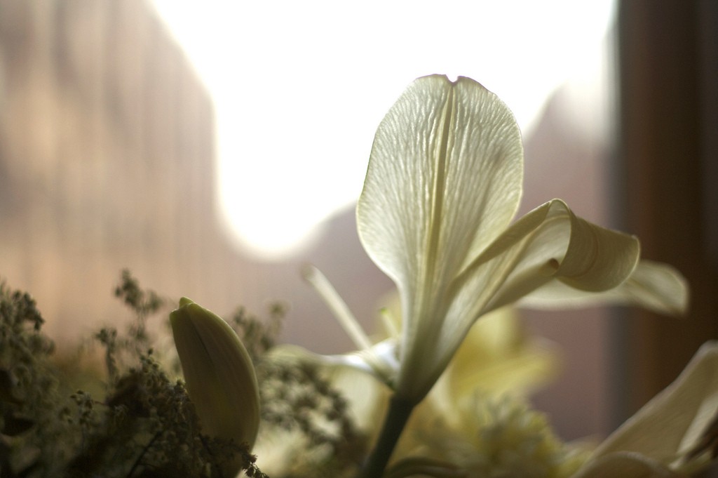 Dying lily