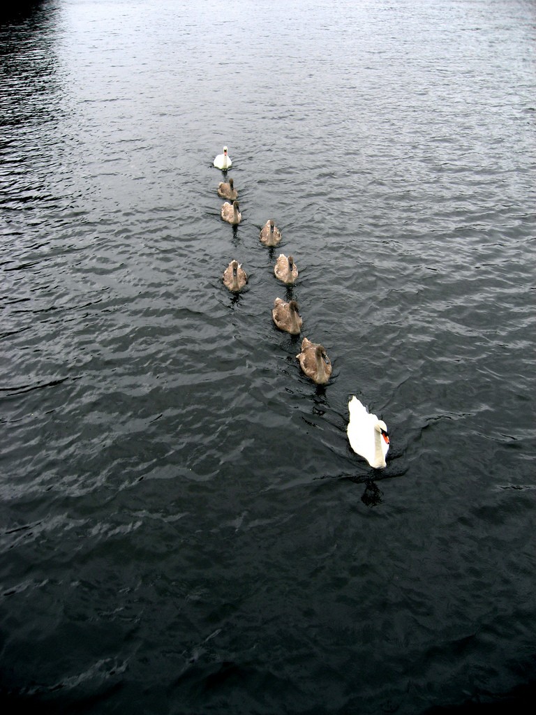 Swans