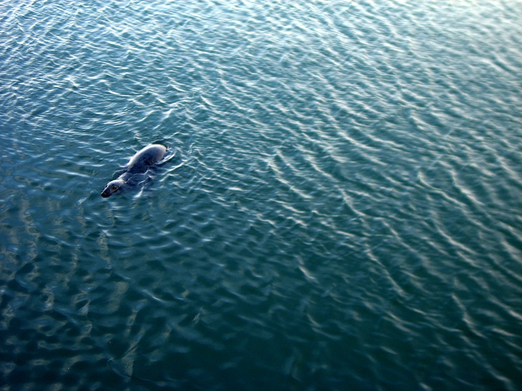 Sealion
