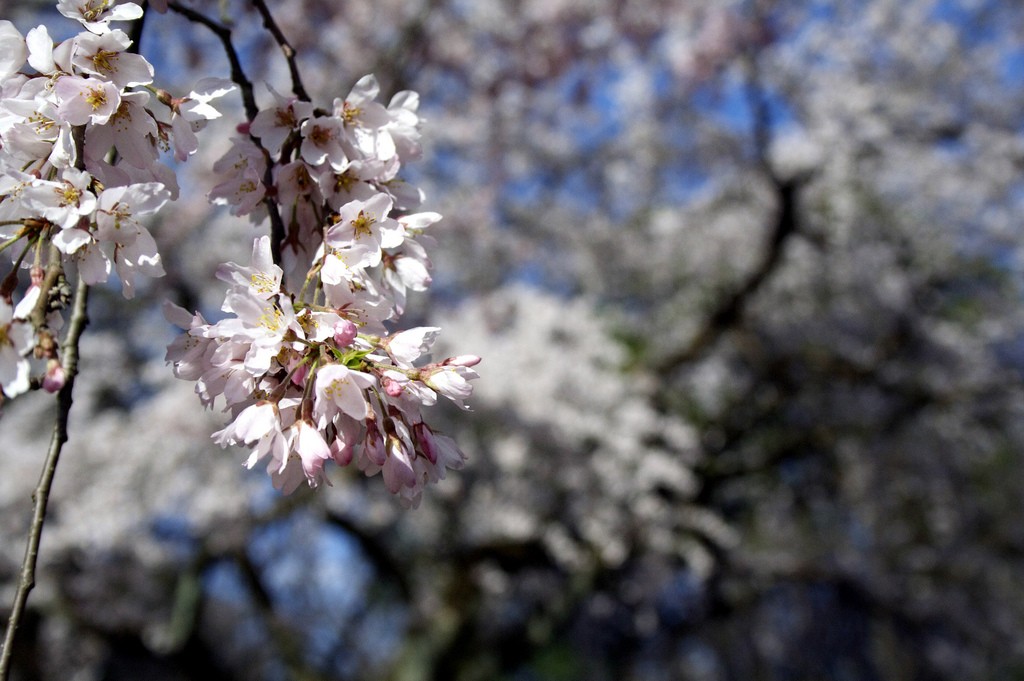 Kyoto cherry blossoms