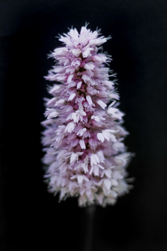 Pink flower