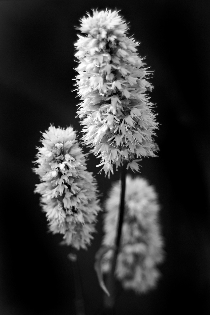 Flowers...