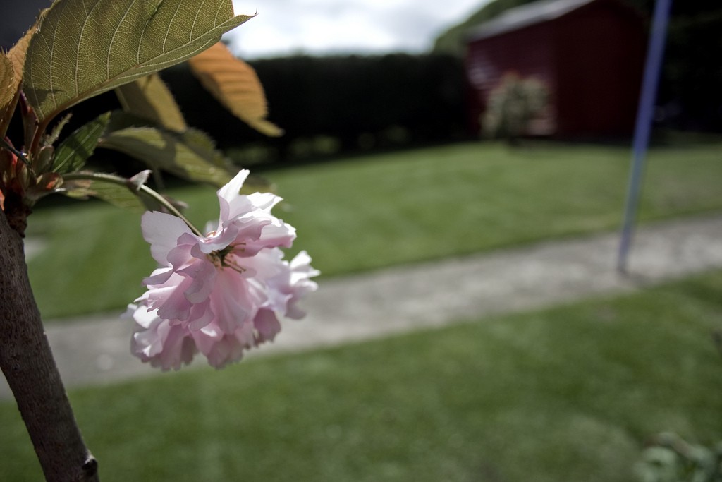 Cherry blossom dundalk