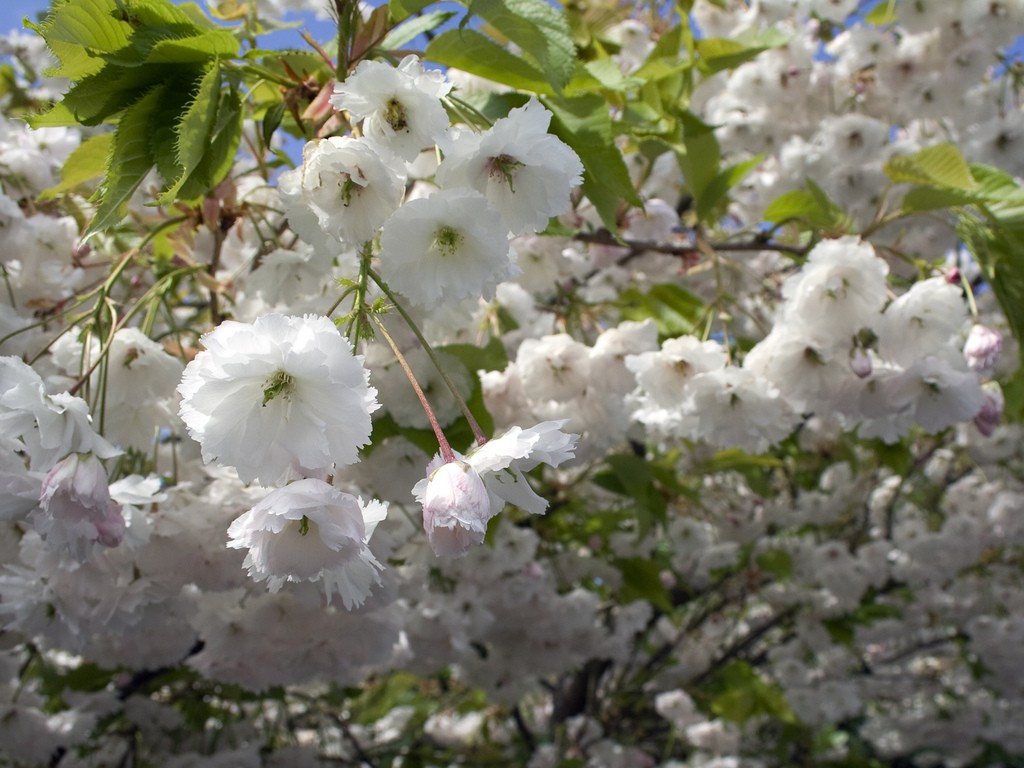 Cherry blossoms
