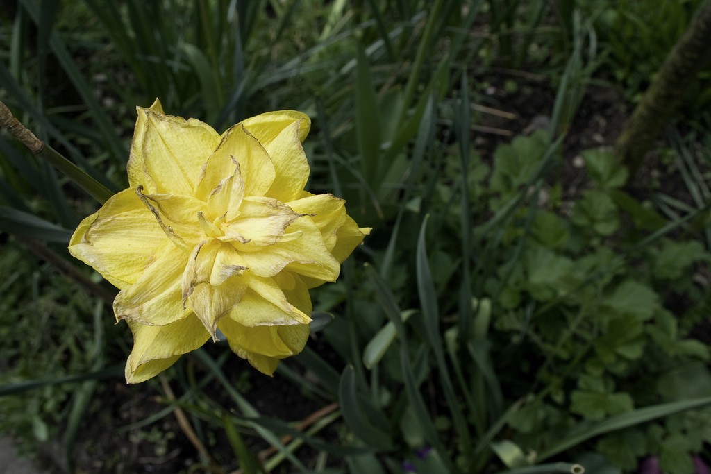 Daffodil