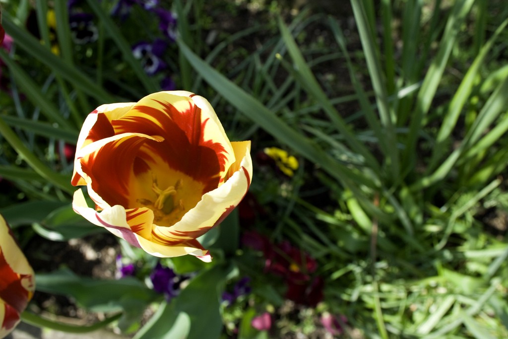 Tulip