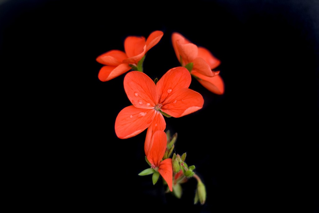 Red flowers