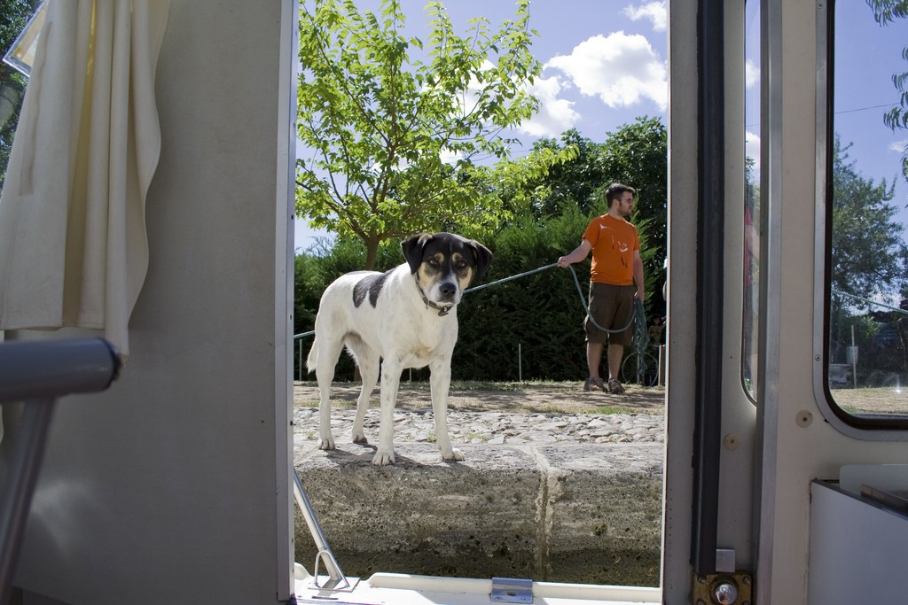 Hello dog