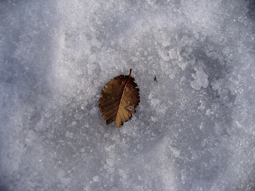 Very cold little leaf