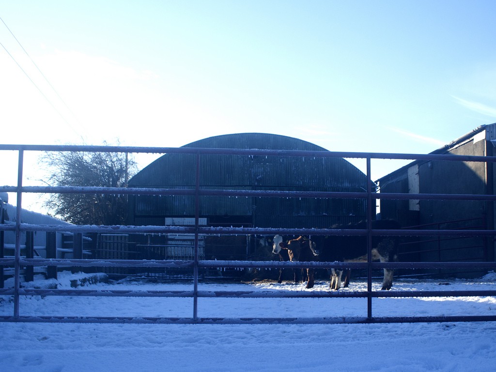 Cows