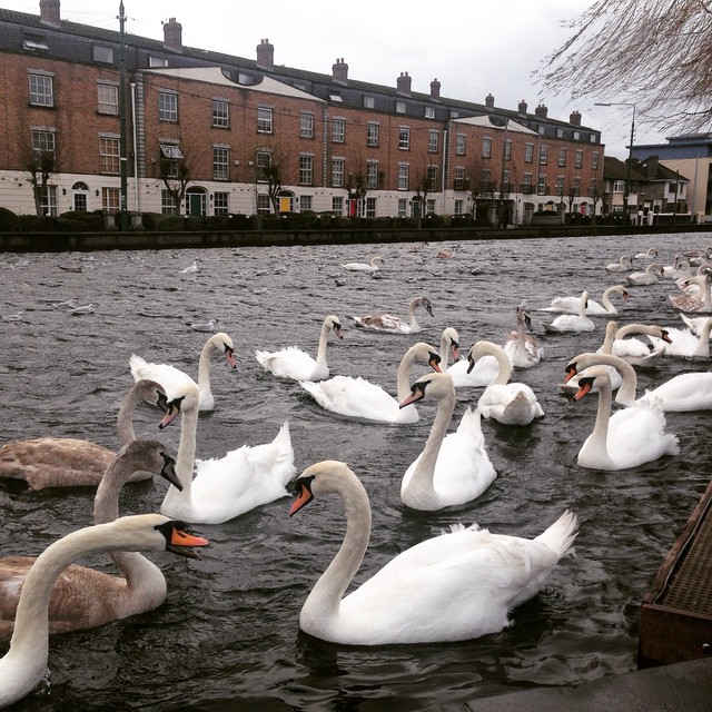 Grand Canal rowdiness #blog #dublin #igersireland