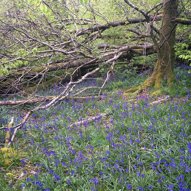 Bluebells in Ravensdale #blog #insta_dundalk