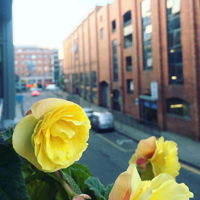Ah, me oul begonia #blog #dublin #igersdublin #instadublin